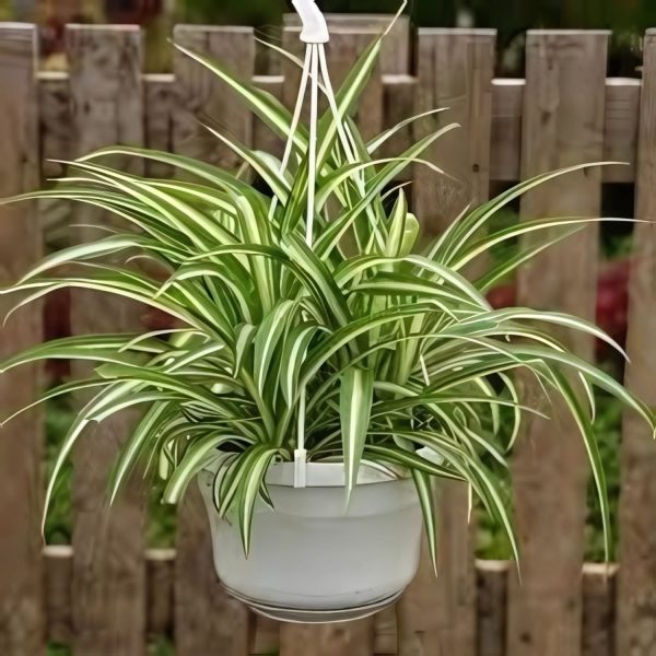 PHP-CHLOROPHYTUM COMOSUM - Image 2