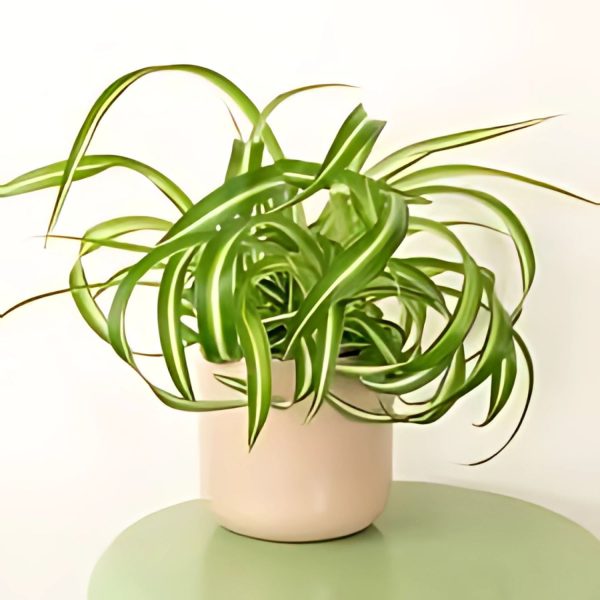 PHP-CHLOROPHYTUM COMOSUM - Image 3