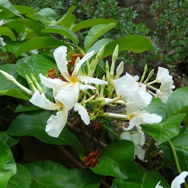 CHONEMORPHA MAC.