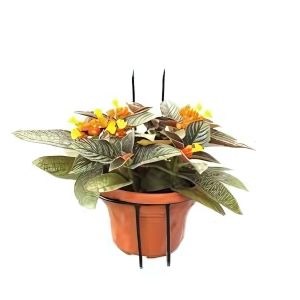 PHP-CHRYSOTHEMIS PULCHELLA