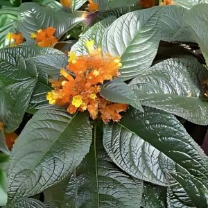 PHP-CHRYSOTHEMIS PULCHELLA