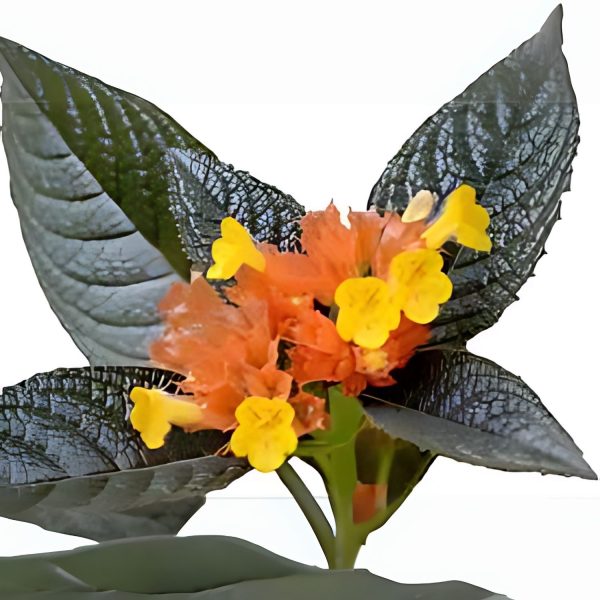 PHP-CHRYSOTHEMIS PULCHELLA - Image 3