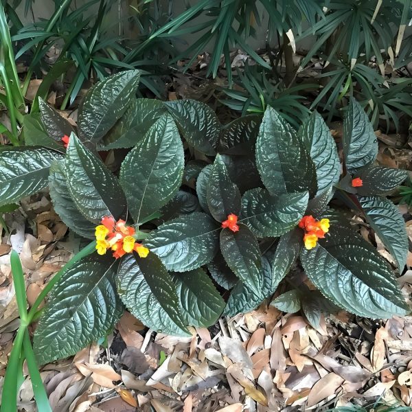 PHP-CHRYSOTHEMIS PULCHELLA - Image 4