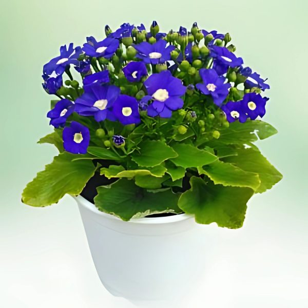 CINERARIA SPP.