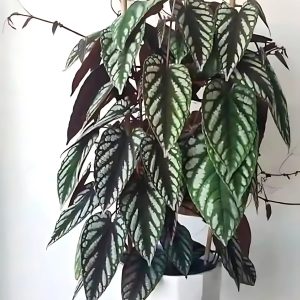 CISSUS DISCOLOR