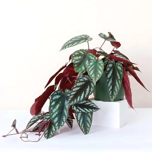 CISSUS DISCOLOR