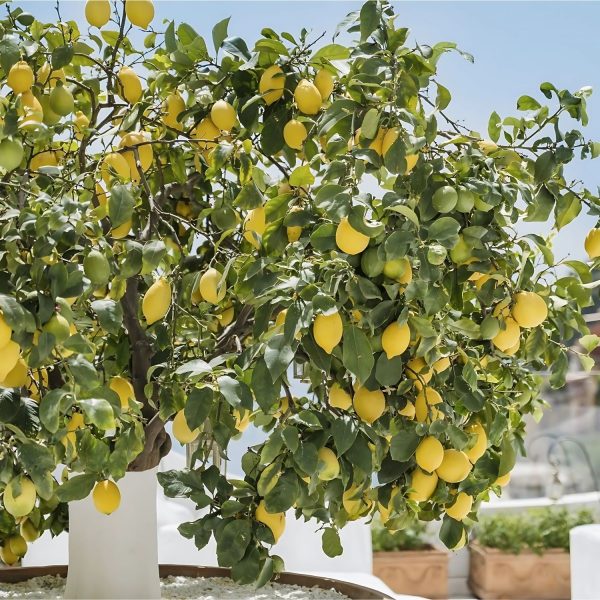 CITRUS ACIDICA - Image 3