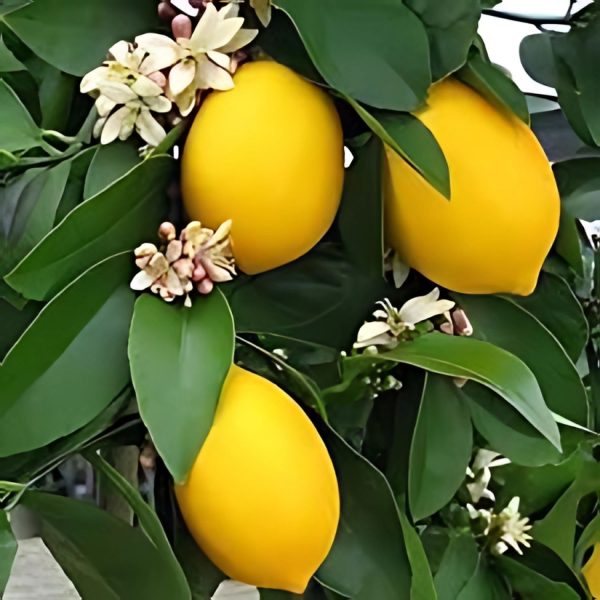 CITRUS ACIDICA - Image 4