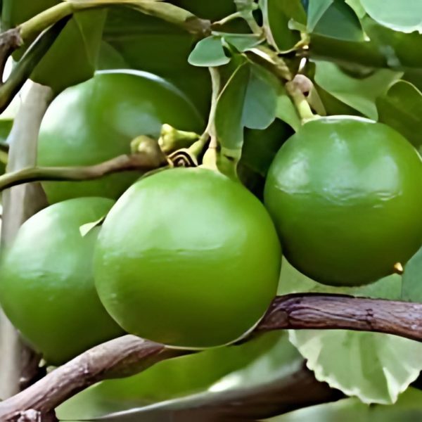 CITRUS ACIDICA - Image 5