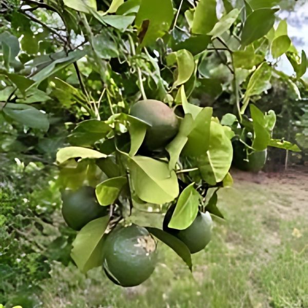 CITRUS ACIDICA - Image 6