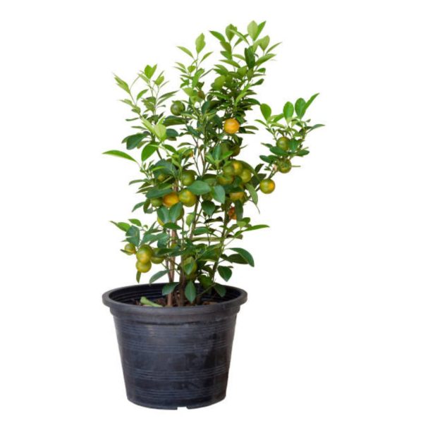 CITRUS DECUMANA