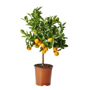 CITRUS LIMETTA (KINNOW)