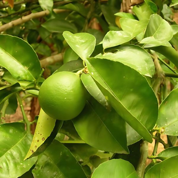 CITRUS LIMETTA (NH) - Image 3