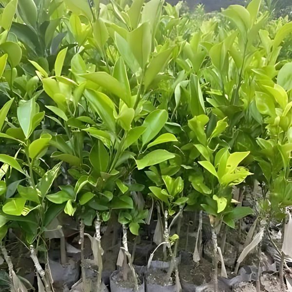 CITRUS LIMETTA (KINNOW) - Image 2