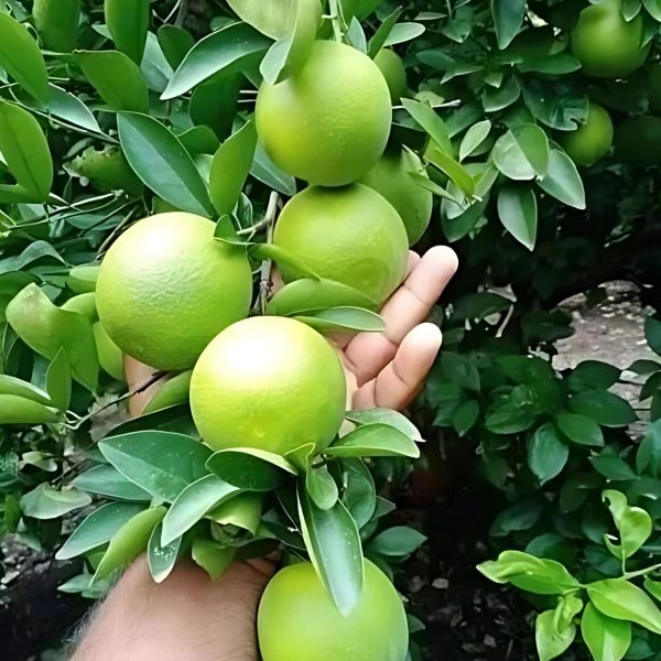CITRUS LIMETTA (KINNOW) - Image 3