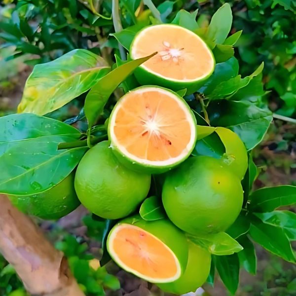 CITRUS LIMETTA (KINNOW) - Image 4