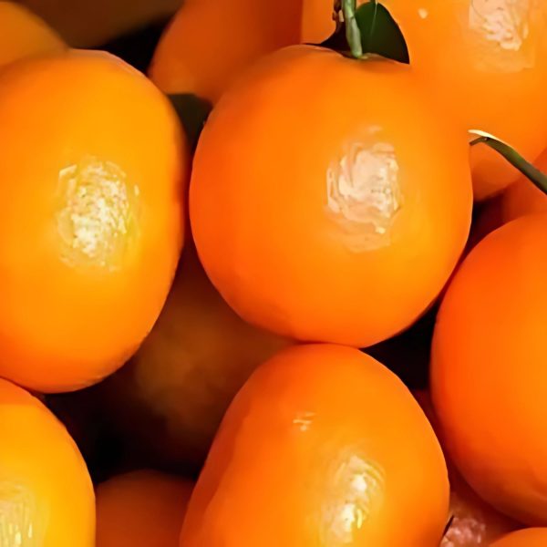 CITRUS LIMETTA (KINNOW) - Image 5