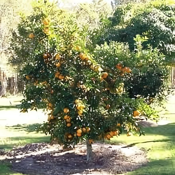 CITRUS RETICULATA - Image 3