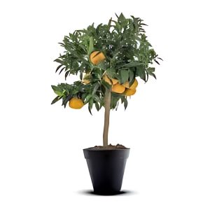 CITRUS RETICULATA