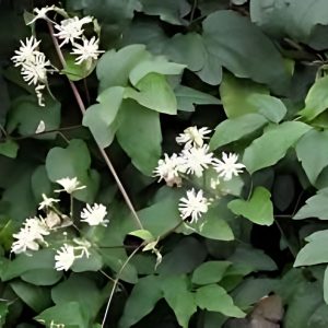 CLEMATIS FLAMMULA