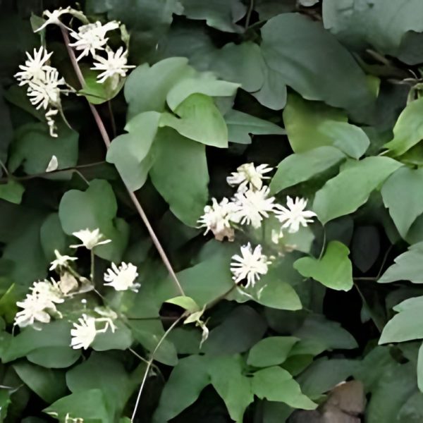 CLEMATIS FLAMMULA