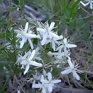CLEMATIS FLAMMULA
