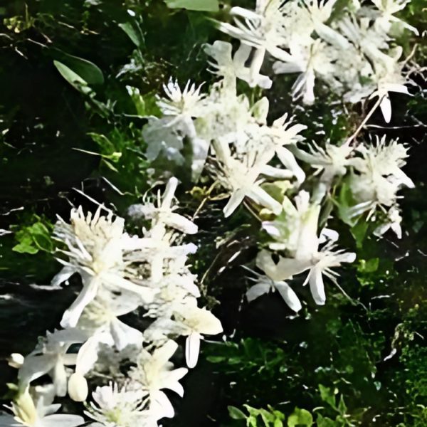 CLEMATIS FLAMMULA - Image 3