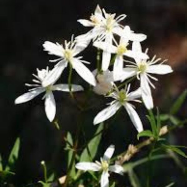 CLEMATIS FLAMMULA - Image 4
