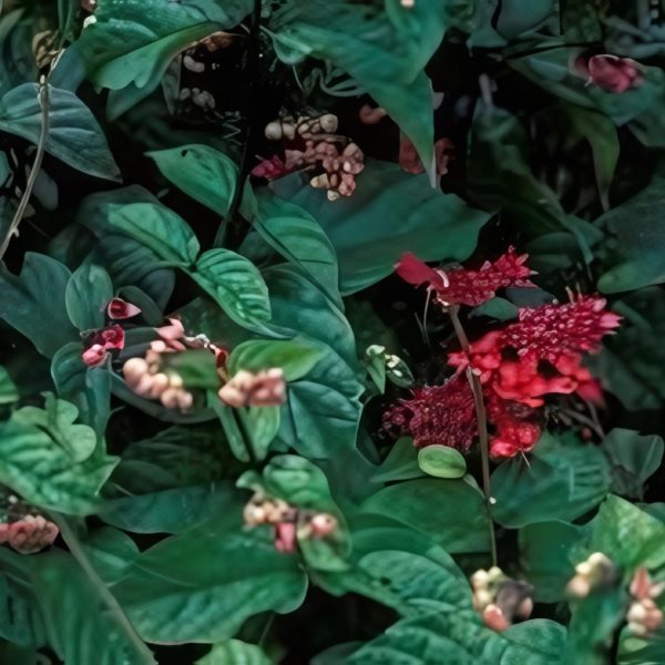 CLERODENDRUM SPL. - Image 4