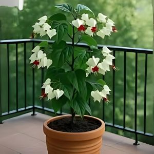 CLERODENDRUM SPL.