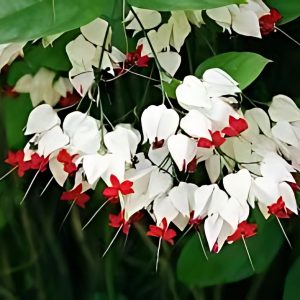 CLERODENDRUM SPL.
