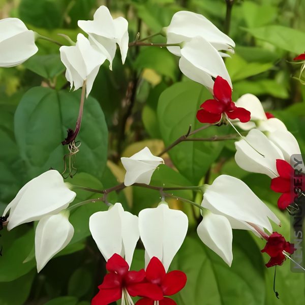 CLERODENDRUM SPL. - Image 3