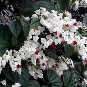 CLERODENDRUM THOM.