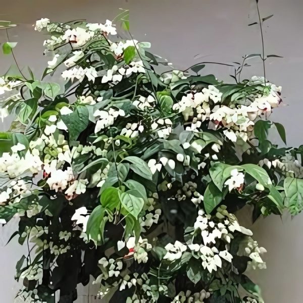 CLERODENDRUM THOM. - Image 3
