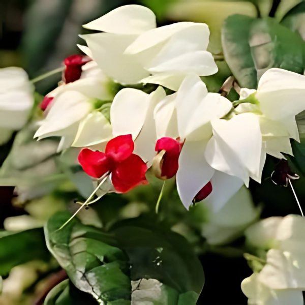 CLERODENDRUM THOM. - Image 4