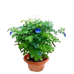 CLITORIA TERNATEA (SINGLE)