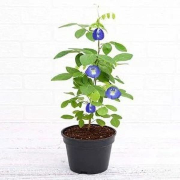 CLITORIA TERNATEA (SINGLE) - Image 4