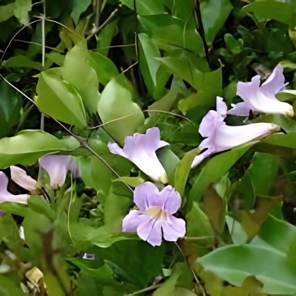 CLYTOSTOMA PURPUREUM
