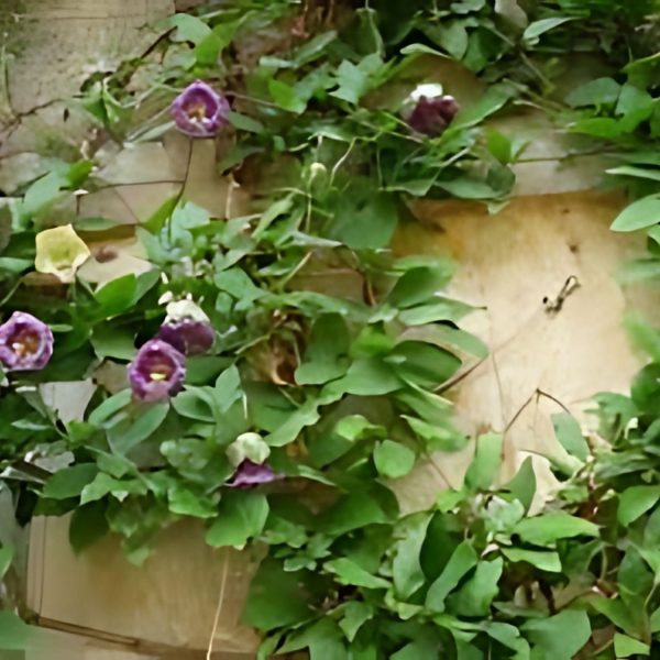 COBAEA SCANDENS - Image 3