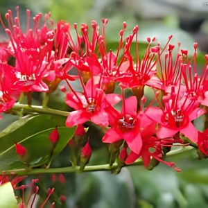 COMBRETUM COCCINEUM
