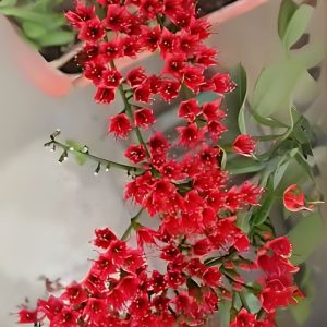 COMBRETUM COCCINEUM