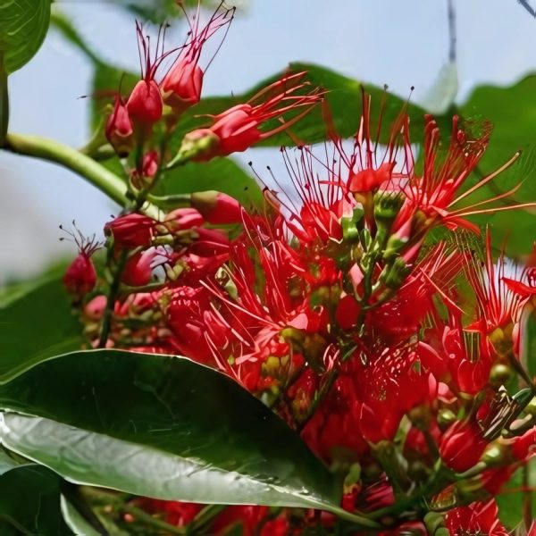 COMBRETUM COCCINEUM - Image 3