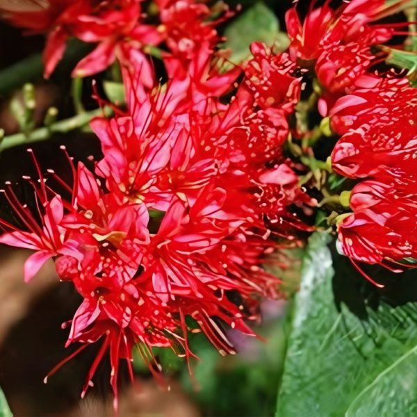COMBRETUM COCCINEUM - Image 4