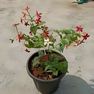 COMBRETUM COMOSUM