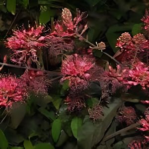 COMBRETUM COMOSUM