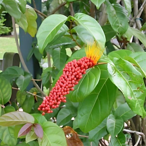 COMBRETUM COMOSUM - Image 3