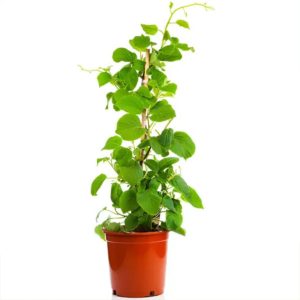 COMMIPHORA WIGHTII