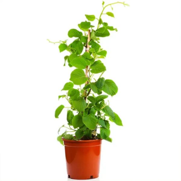 COMMIPHORA WIGHTII