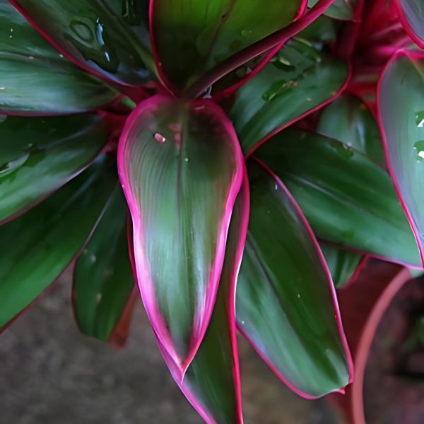 HP-CORDYLINE T. BABY TI - Image 3