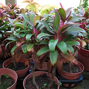 HP-CORDYLINE T. BABY TI